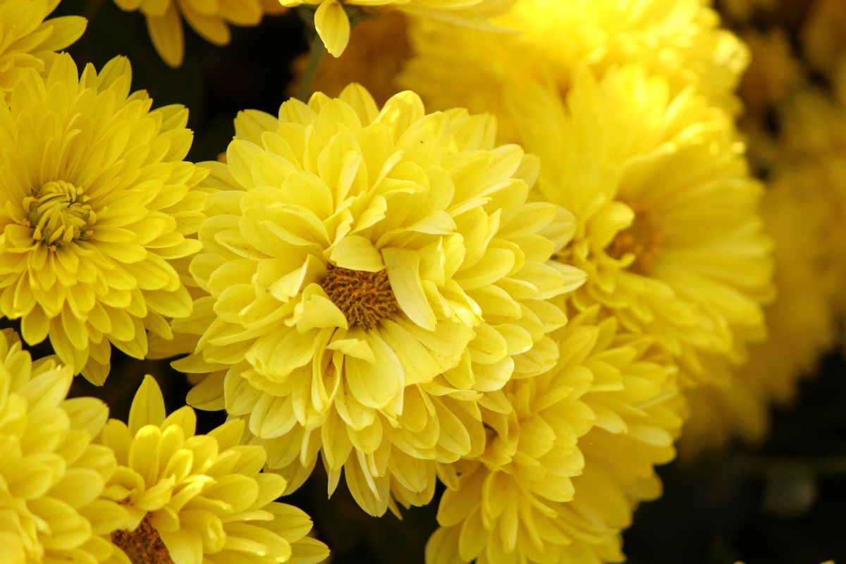 chrysantheme gelb
